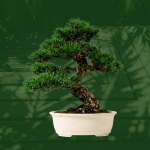 Bonsái ornamental