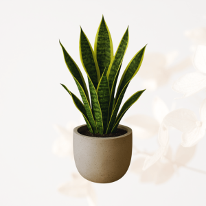 Sansevieria