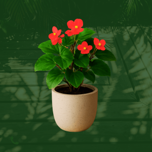 Begonia