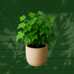 Hiedra Inglesa Verde