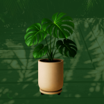 Monstera 2